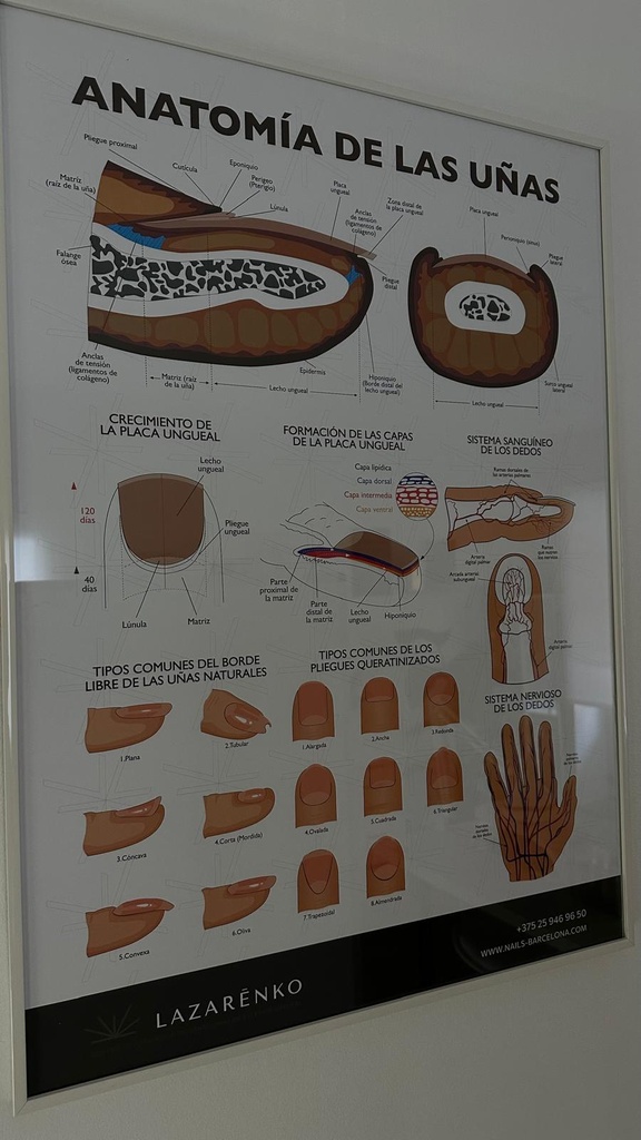 PÓSTER DE ANATOMÍA UNGUEAL BY OLGA LAZARENKO